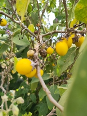 Solanum campylacanthum