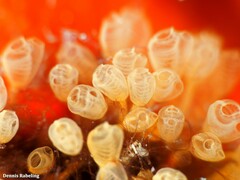 Pycnoclavella communis