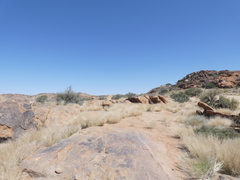 Aristida adscensionis