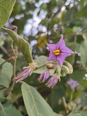 Solanum campylacanthum