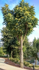 Ailanthus altissima
