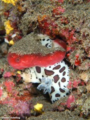 Peltodoris atromaculata