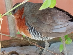 Laterallus melanophaius