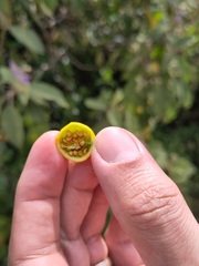 Solanum campylacanthum