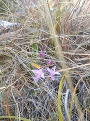 Disa