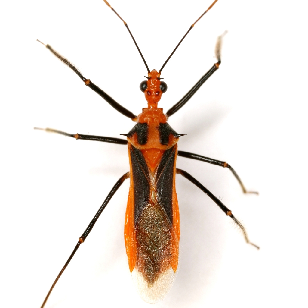 Red Bull Assassin Bug