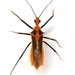 Red Bull Assassin Bug - Photo (c) Mike Quinn, Austin, TX, some rights reserved (CC BY-NC), uploaded by Mike Quinn, Austin, TX