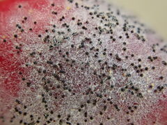 Erysiphe berberidis