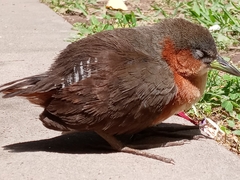Laterallus melanophaius
