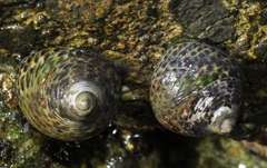 Phorcus turbinatus