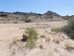 Monechma spartioides