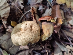 Pseudoboletus parasiticus
