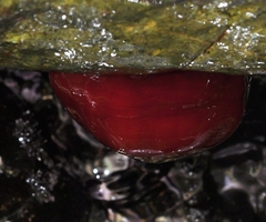 Actinia mediterranea