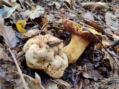 Pseudoboletus parasiticus