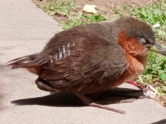 Laterallus melanophaius