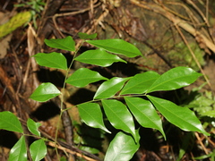 Archidendron lucidum