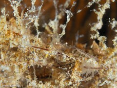 Periclimenes scriptus