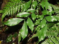 Archidendron lucidum