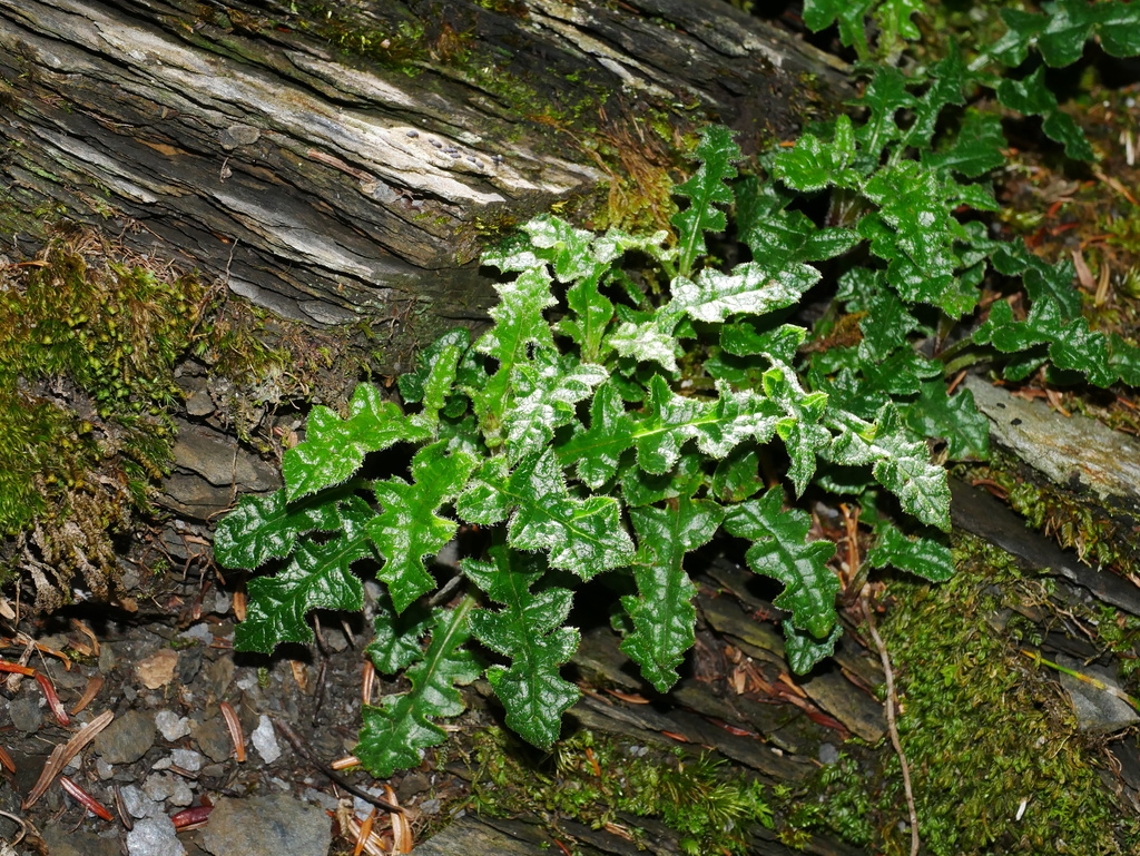 Saussurea kanzanensis
