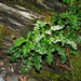 Saussurea kanzanensis - Photo (c) Jacy Chen, some rights reserved (CC BY), uploaded by Jacy Chen