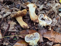 Pseudoboletus parasiticus