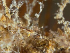 Periclimenes scriptus