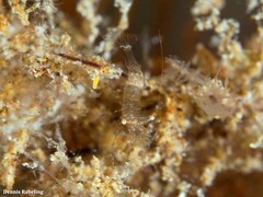 Periclimenes scriptus