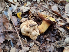 Pseudoboletus parasiticus