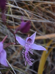 Disa