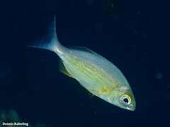 Spondyliosoma cantharus