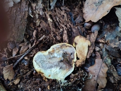 Pseudoboletus parasiticus