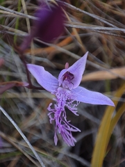 Disa