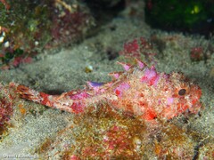 Scorpaena notata
