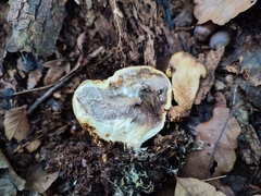 Pseudoboletus parasiticus