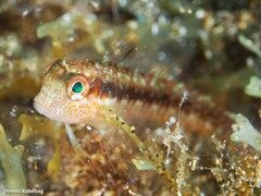 Parablennius pilicornis