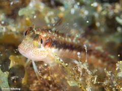 Parablennius pilicornis