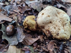 Pseudoboletus parasiticus