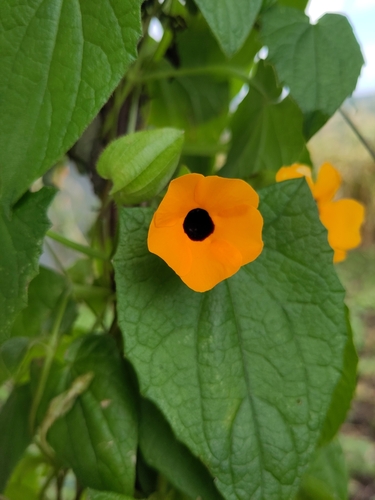 Black-eyed Susan vine
