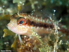 Parablennius pilicornis