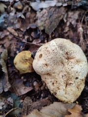 Pseudoboletus parasiticus