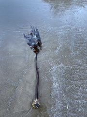 Laminaria setchellii
