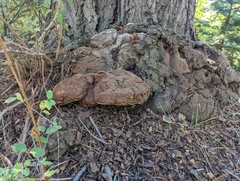 Ganoderma polychromum