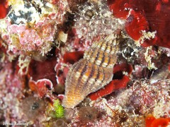 Aplus assimilis