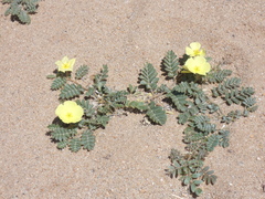Tribulus zeyheri