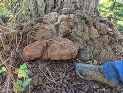 Ganoderma polychromum