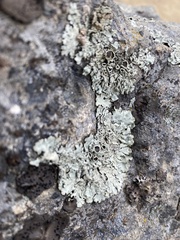 Xanthoparmelia cumberlandia