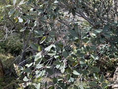 Frangula californica