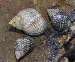 Echinolittorina punctata