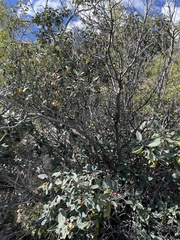 Frangula californica