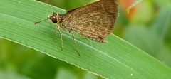Aeromachus pygmaeus